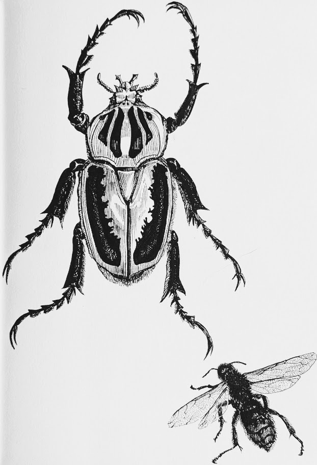 Goliath Beetle and Bee, Pen, 2021